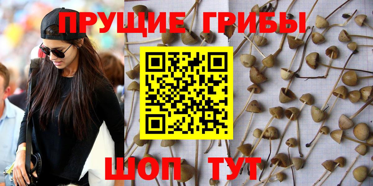 Псилоцибиновые грибы Cubensis Таганрог